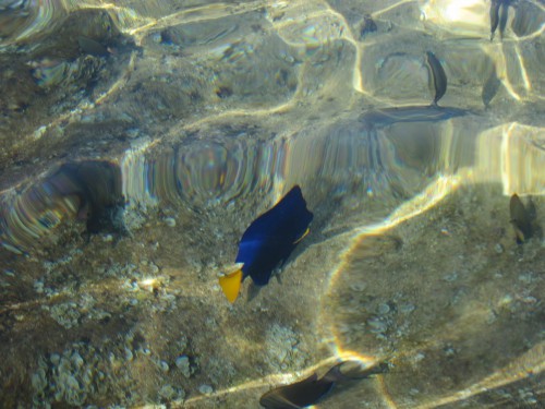 Eilat3.jpg