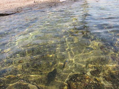 Eilat8.jpg