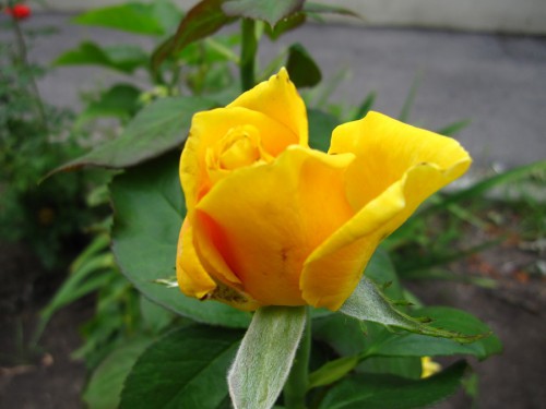 роза желтая