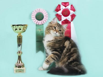 BEST IN SHOW KITTEN