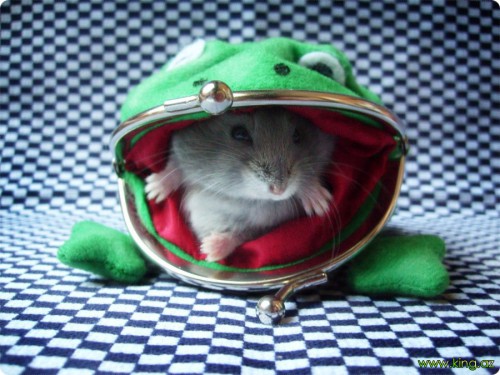 1319975010_www.king.az-by-mystical-hamster-13-жаба-кошелек.jpg