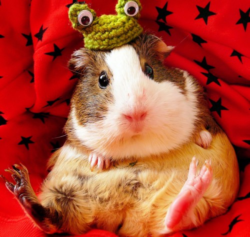 cute-pets-20-хомяк в шапочке жабы.jpg