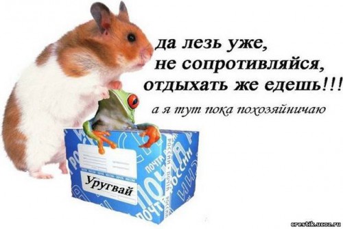 39245_m-победа хомяка-2.jpg