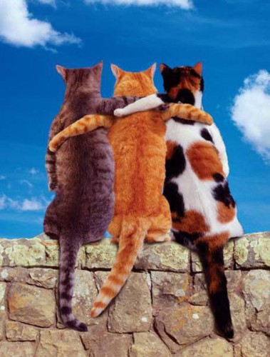 cats_69 коты обнимаются.jpg