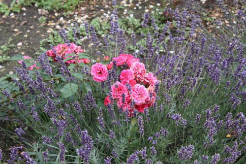 roses.jpg