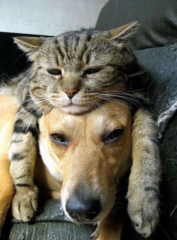 -кот на собаке.jpg