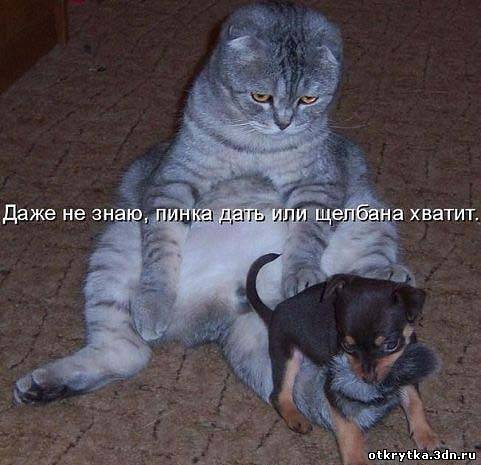 кот и собачка.jpg