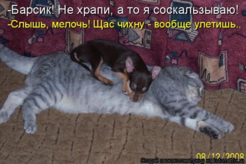 кот и собачка-2.jpg