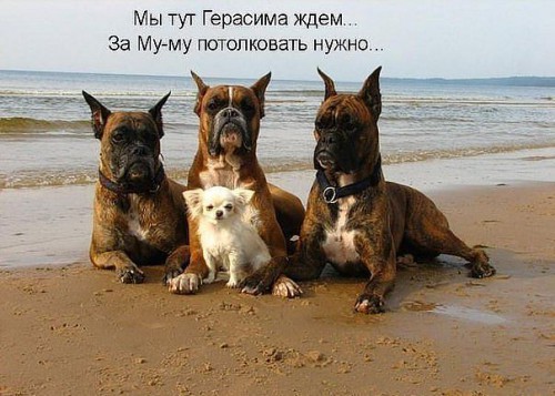 getImage- чих и три боксера.jpg