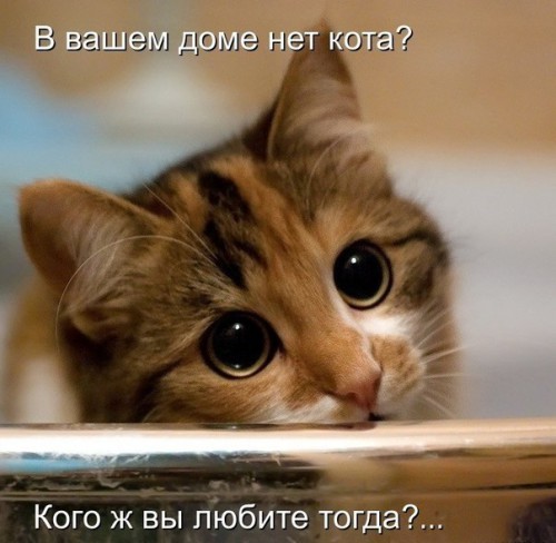 Pxc4Om0JgSs-котик.jpg