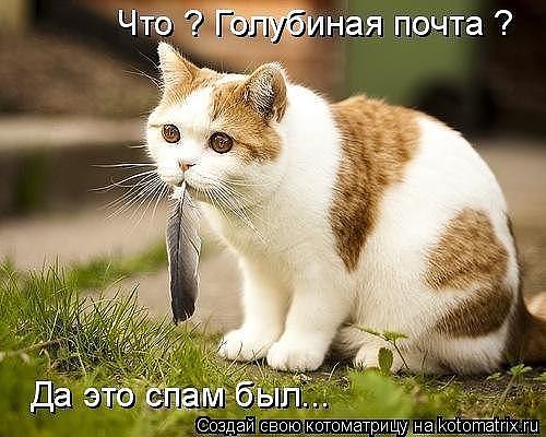 кот.jpg