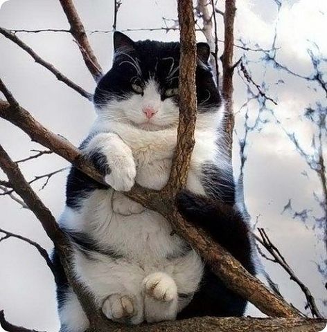 getImage-КОТ НА ВЕТКЕ.jpg