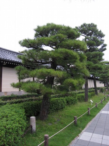 Pine trees.jpg