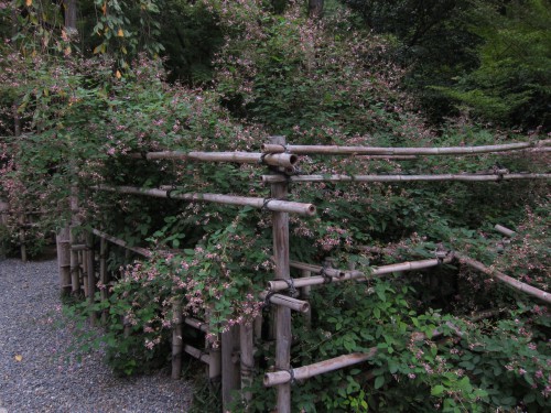 Bamboo.jpg