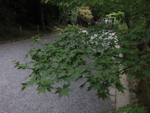 Japanese maple 3.jpg