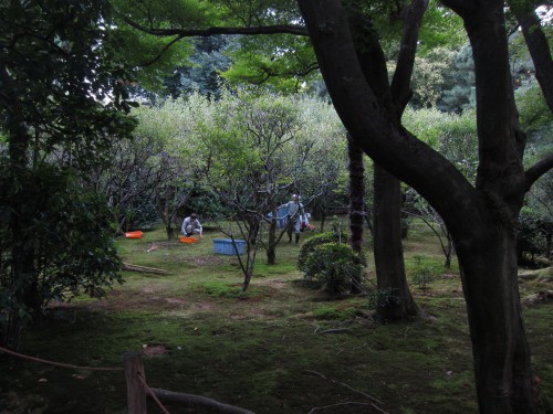 Rock garden 9.jpg