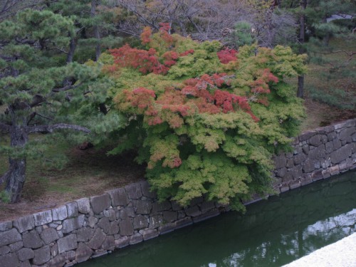 Japanese maple 2.jpg