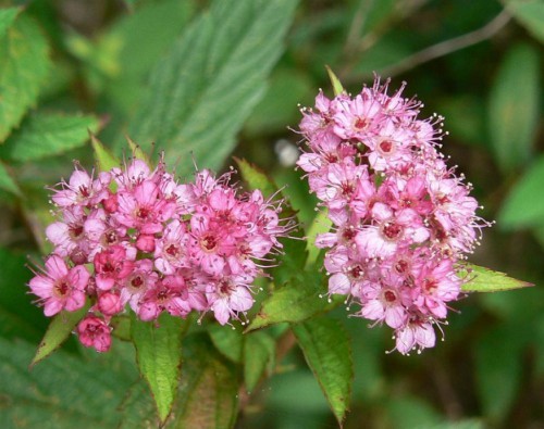 spiraea-japonica.jpg