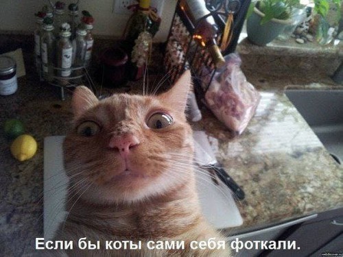кот.jpg