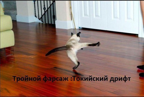 коти.jpg