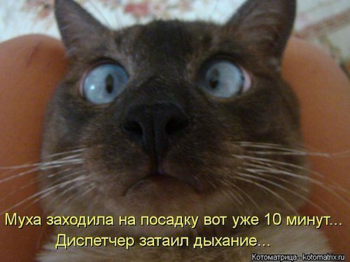 сиам.jpg