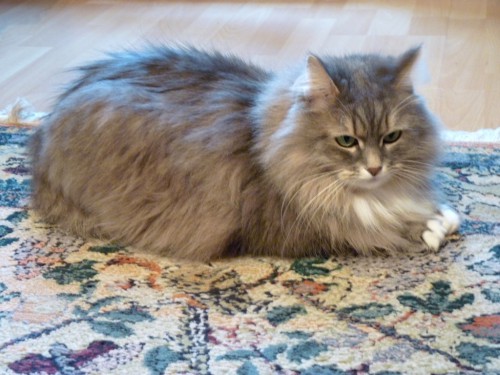 02122012_жж2.JPG