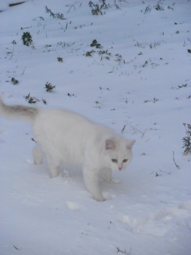 P1010153_новый размер.JPG
