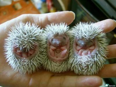 2005-08-22-porcupine-baby[1].jpg