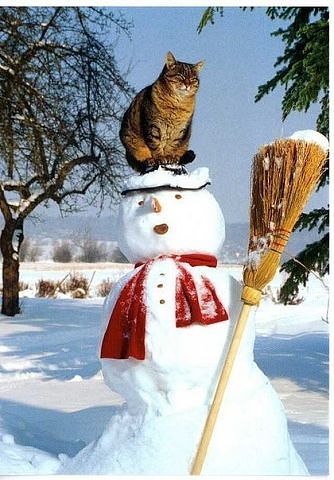 getImage-КОТ НА СНЕГОВИКЕ.jpg