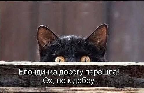 чкот.jpeg