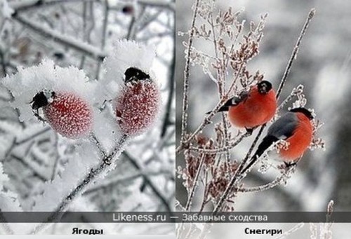Снегири.
