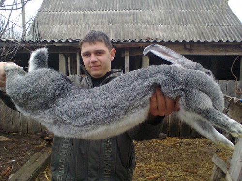 -КРОЛИКИ....jpg