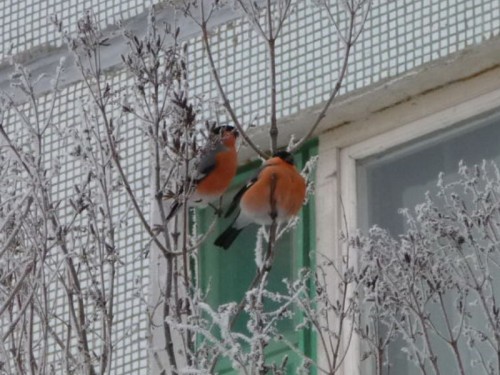 Красавчики снегири.