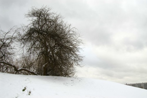 DSC_7369.jpg