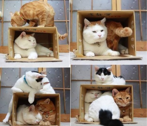 DG9QKCu3edY-КОТЫ В КОРОБКЕ.jpg