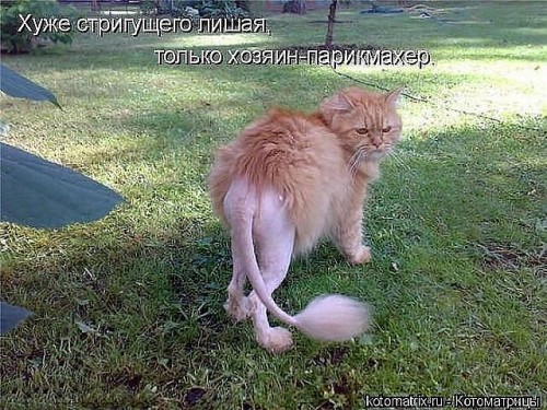 котик.jpg