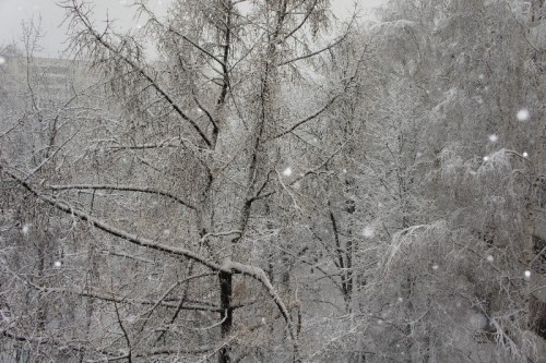 Зима-6.JPG