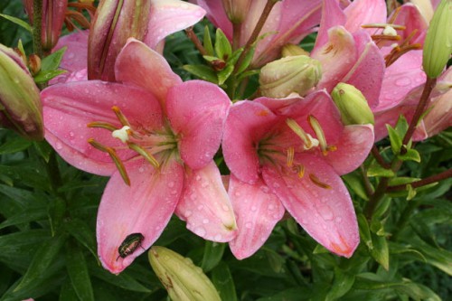 getImage (14).jpg