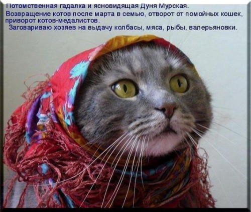 кошка в платке.jpg