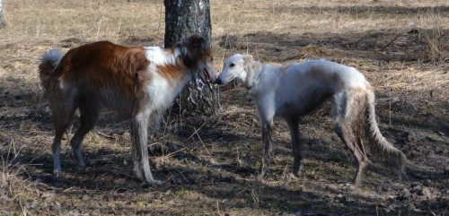 DSC_4559 мал.jpg