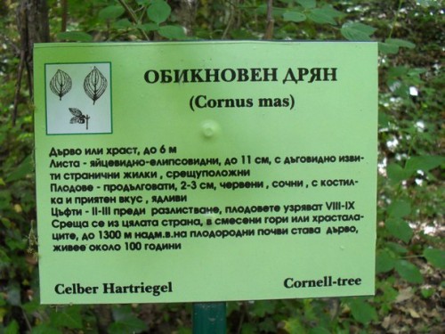 дрян.jpg