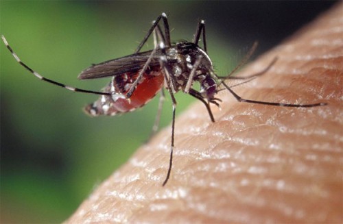 aedes_albopictus_with_blood_600.jpg