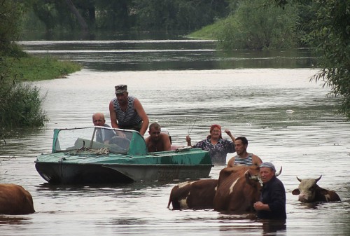 спасают скот