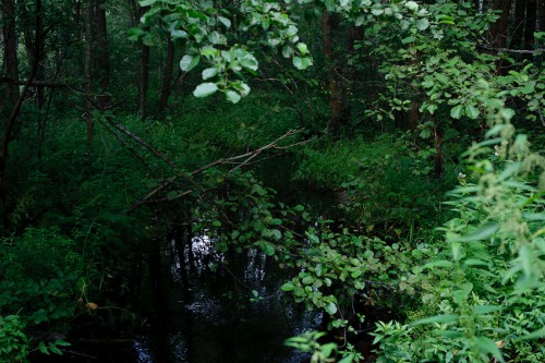 20130730-DSC_9941.jpg