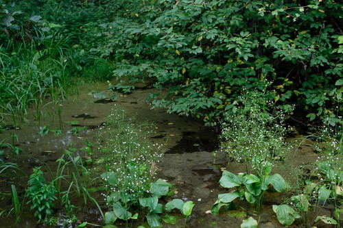 20130730-DSC_9946.jpg