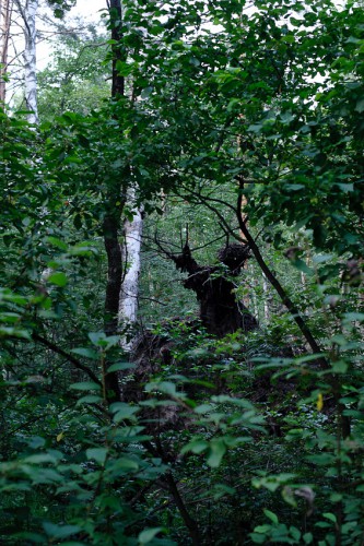 20130730-DSC_9945.jpg