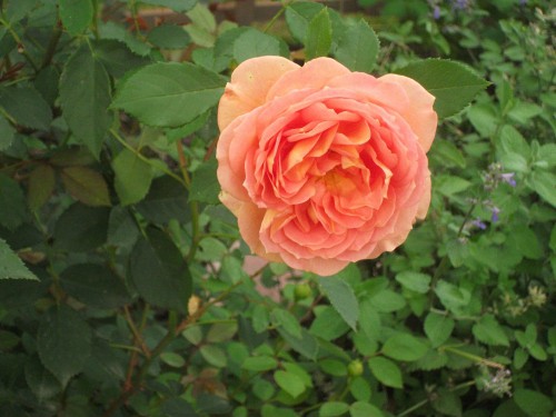 DSCF1235.JPG
