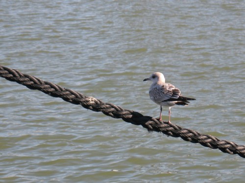 IMG_7283_1.JPG