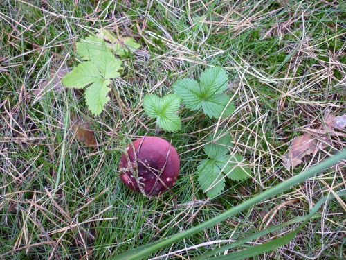 P1120334++.jpg