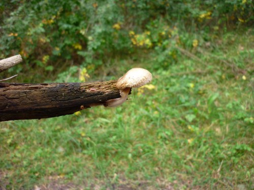 P1120335+.jpg